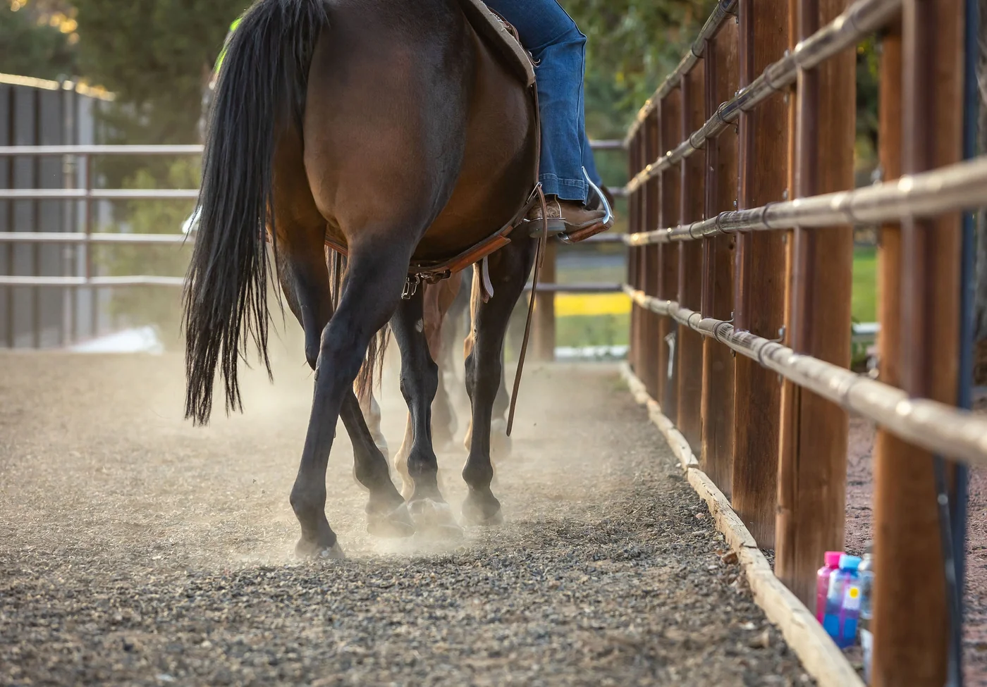 Equine photo 1 of 11 — Tact Studios Co., Denver, Colorado photographer