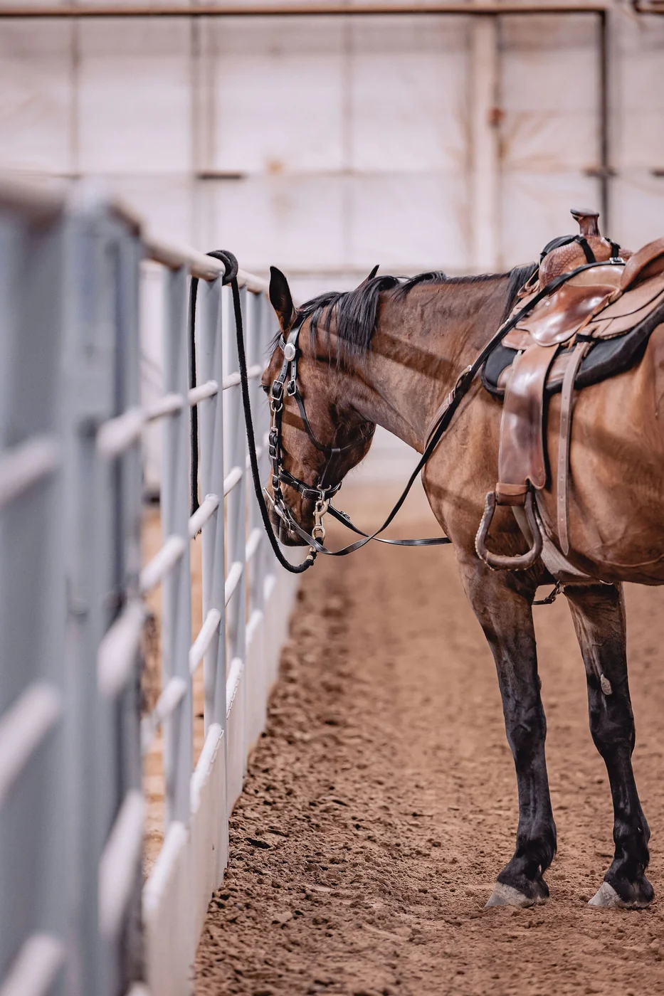 Equine photography in Denver, Colorado by Tact Studios Co.