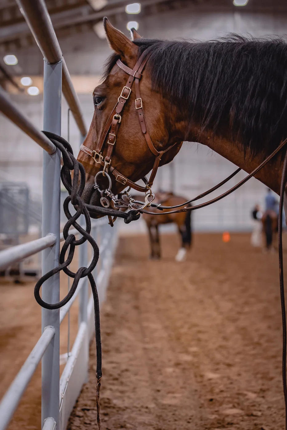 Equine photo 10 of 11 — Tact Studios Co., Denver, Colorado photographer