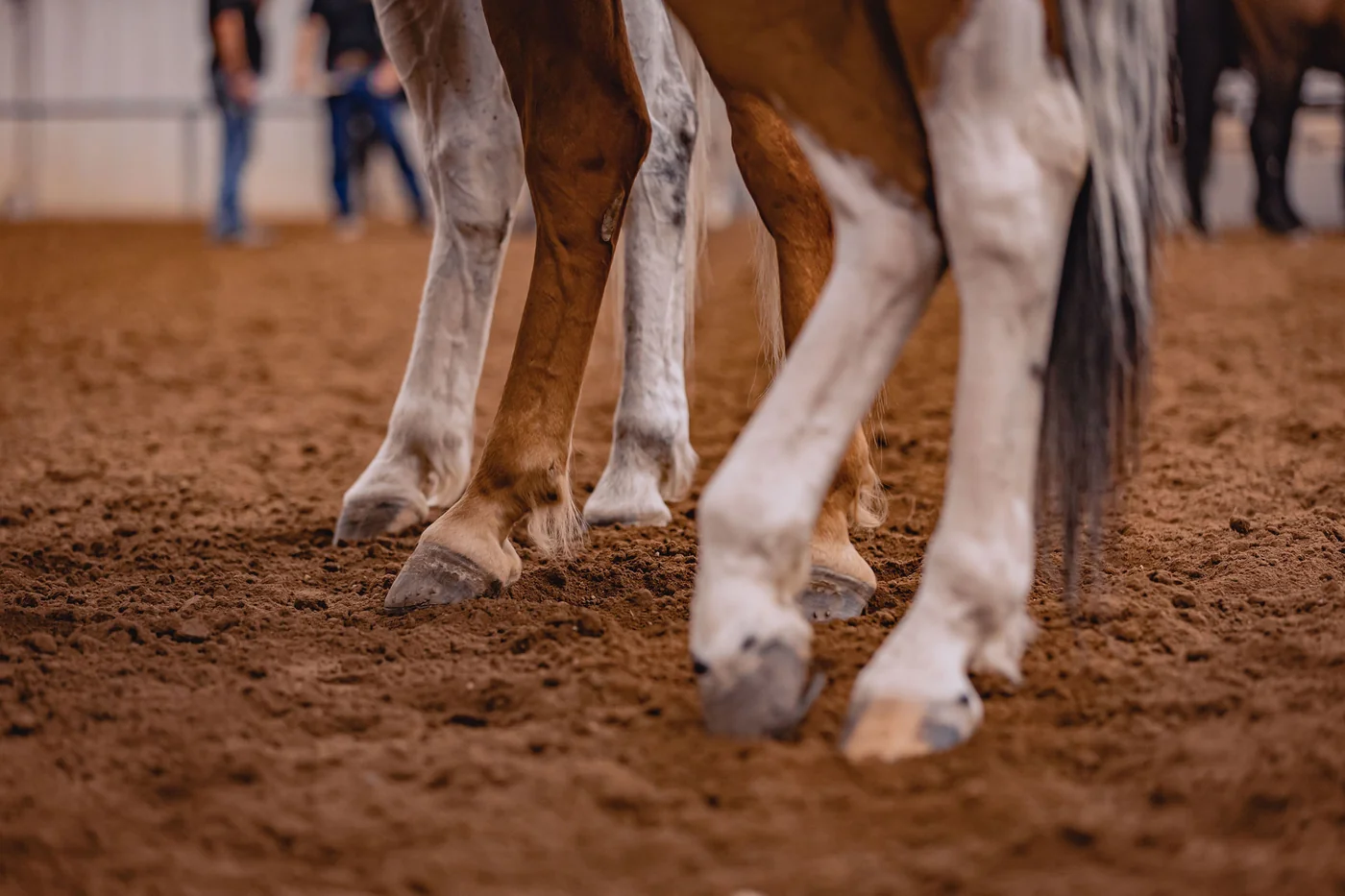 Equine photo 11 of 11 — Tact Studios Co., Denver, Colorado photographer